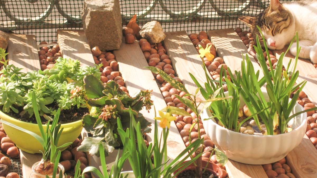 Nuts Balcony